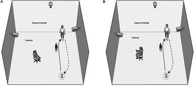 Behavioral and Neurophysiological Correlates of Dogs’ Individual Sensitivities to Being Observed by Their Owners While Performing a Repetitive Fetching Task